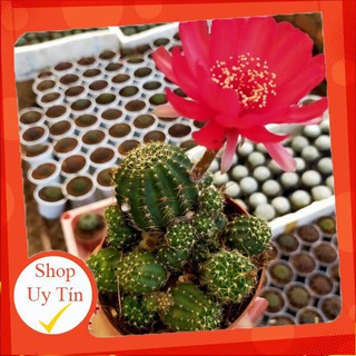 Xương rồng lobi bụi🍏 |FREESHIP| 🔥 XỨ NÓNG, ĐÃ THUẦN KHÍ HẬU, KHOẺ ĐẸP 🍏 LỖI 1 ĐỔI 1