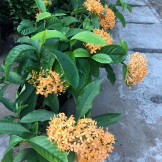 Trang mẫu đơn cam siêu bông