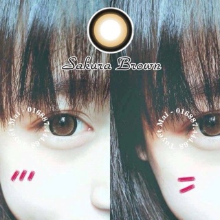 Lens vassen Sakura brown lạ