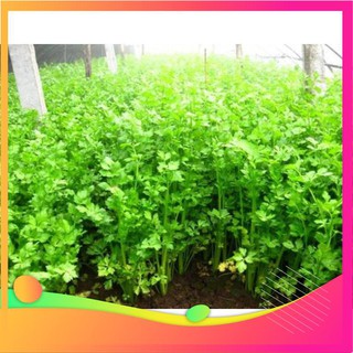 Hạt giống cần tây -100 hạt vietgar