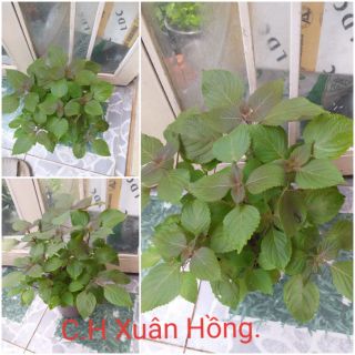 Chậu cây rau tía tô