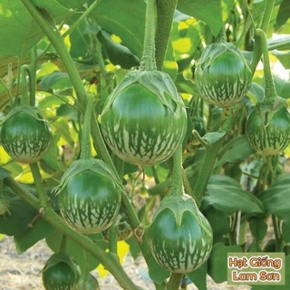 HẠT GIỐNG CÀ DĨA SỌC XANH - Siêu Trái, Giòn Ngon, Trồng 4 Mùa.