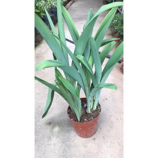 Củ giống hoa thiên nga - 1 củ - STHG2