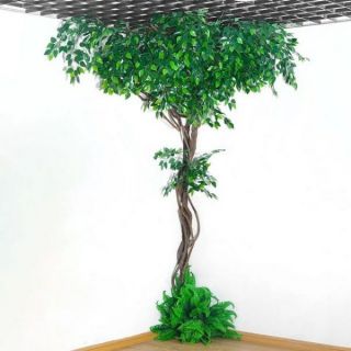Cành lá si giả làm cây