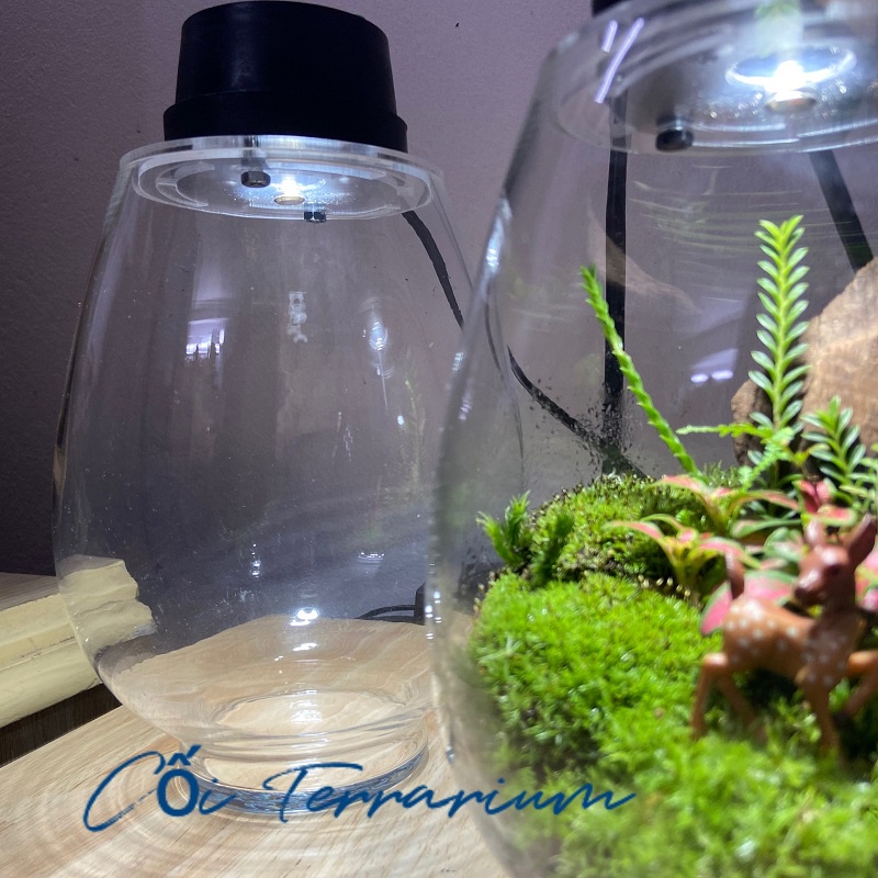 {Moss light} Bình terrarium tròn kèm đèn chiếu sáng nhỏ gọn trồng rêu, cây trang trí chưa bao gồm cây