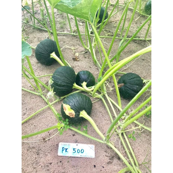 Hạt giống bí đỏ ăn non F1 Chiatai PK500 gói 20g