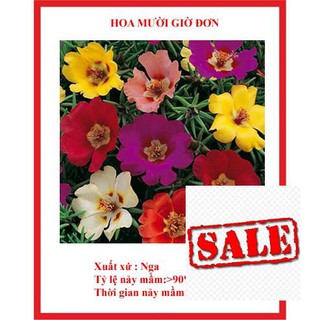 Hạt giống hoa mười giờ đơn 200 hạt sale