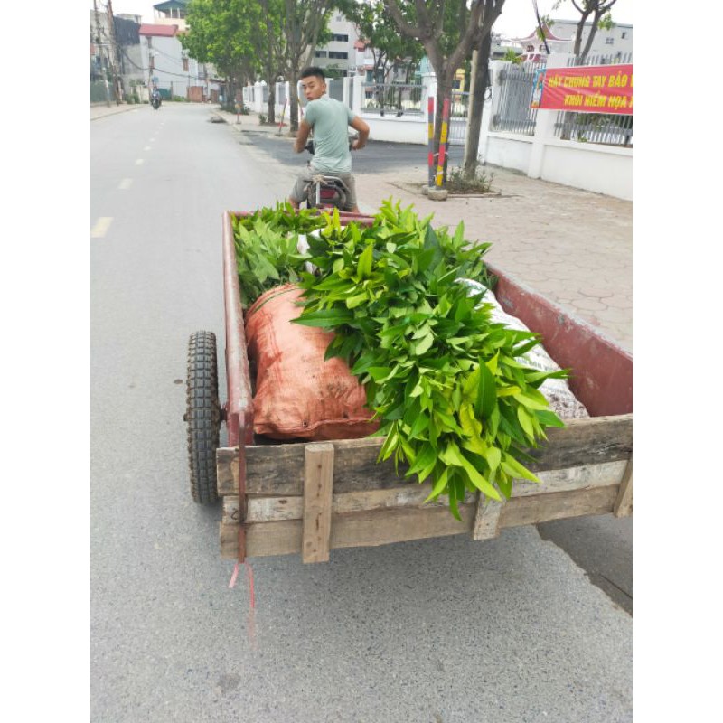 Cây giống vối nếp