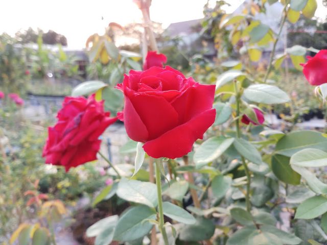 Cây hoa hồng nhung Sa Đéc