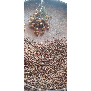 hạt giống quất hồng bì (quả nhâm)