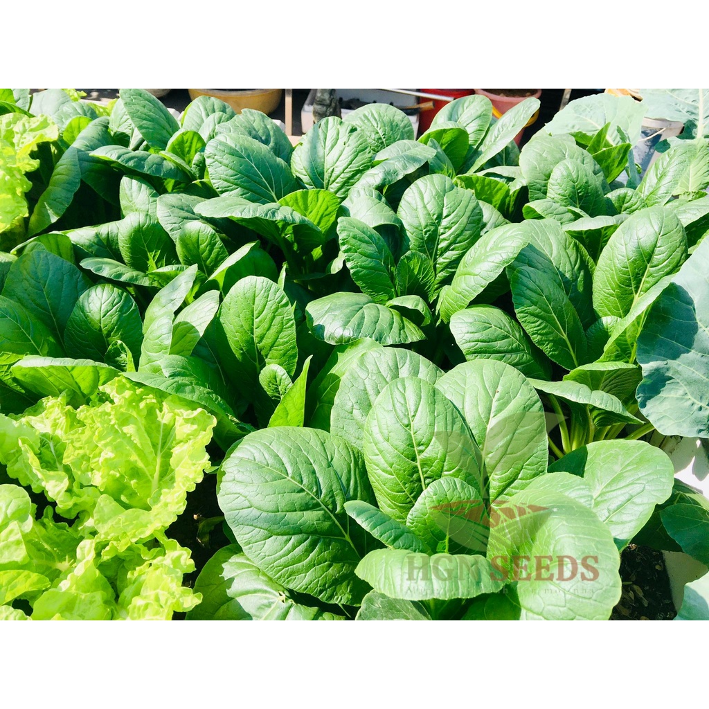 Cải Ngọt Shika Nhật F1