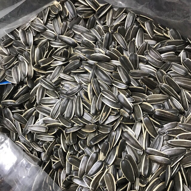 900gr hạt hướng dương đã sấy chín hạt to đều