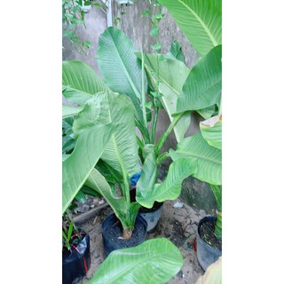 Đại Phú Gia Size Đại