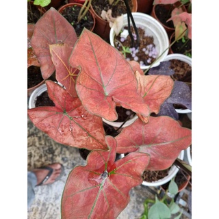 cây môn đỏ caladium Danasty