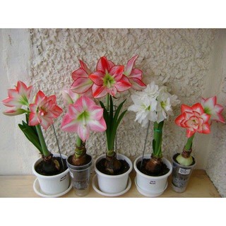 Củ hoa lan huệ ngoại Hà Lan Bright Nymph