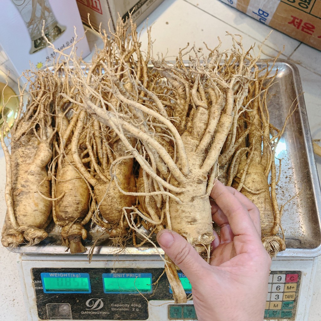 Sâm tươi Hàn Quốc 6 năm tuổi, size 7 CỦ/KG, 2.100.000/kg