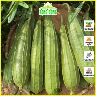 Hạt giống mướp khía trái dài, trồng quanh năm - shop hạt giống rau và hoa