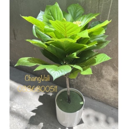 Cây giả-Cây bàng singapo lá xẻ cao 1m , trang trí,decor nội thất