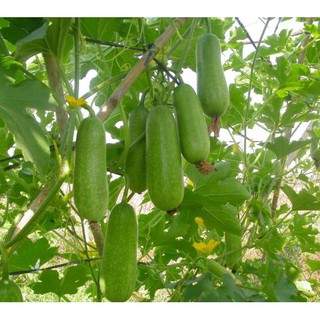 10 Hạt giống BẦU SAO F1