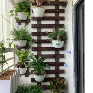 20 chậu ốp tường giá gốc