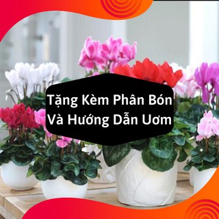 Combo 2 Gói Hạt Giống Hoa Anh Thảo Mix
