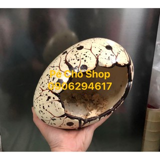 Nhà ngủ Trứng Khủng Long bằng sứ cho hamster,nhím,bọ ú .