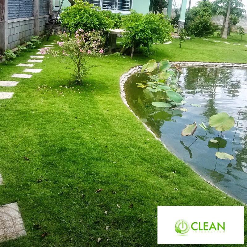 100 - HẠT GIỐNG CỎ NHUNG NHẬT