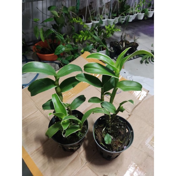 Hoa lan denro lá biên đột biến