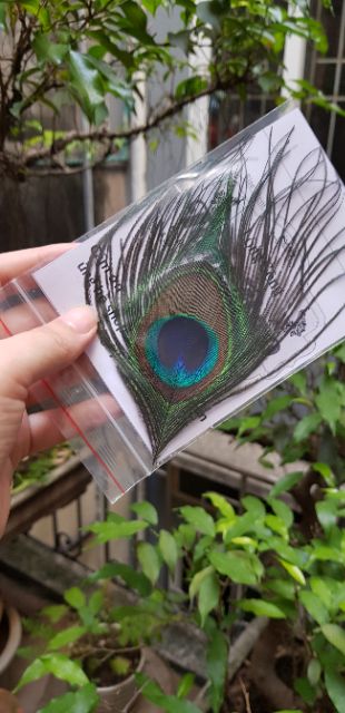 Lông công ốp điện thoại/ipad,mtb | BigBuy360 - bigbuy360.vn