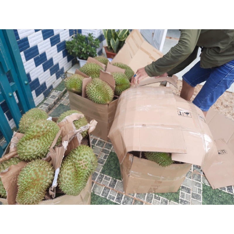 Sầu thái Lâm Đồng