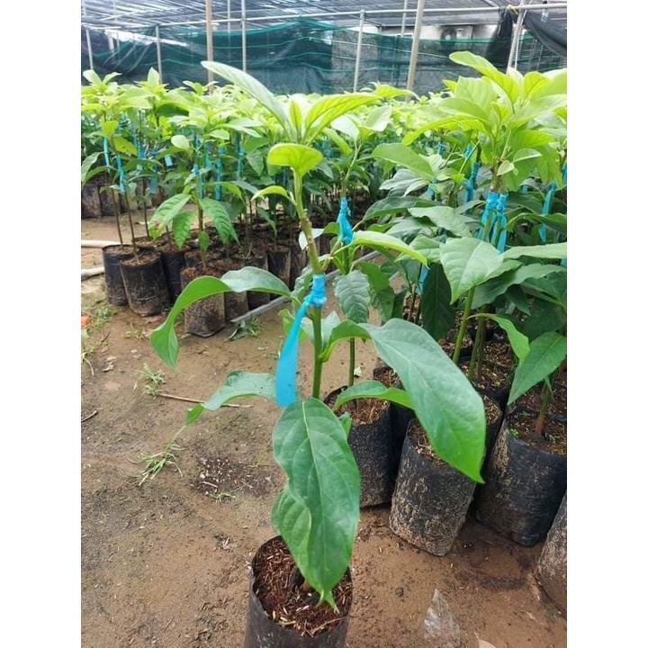 Cây Giống Bơ 034