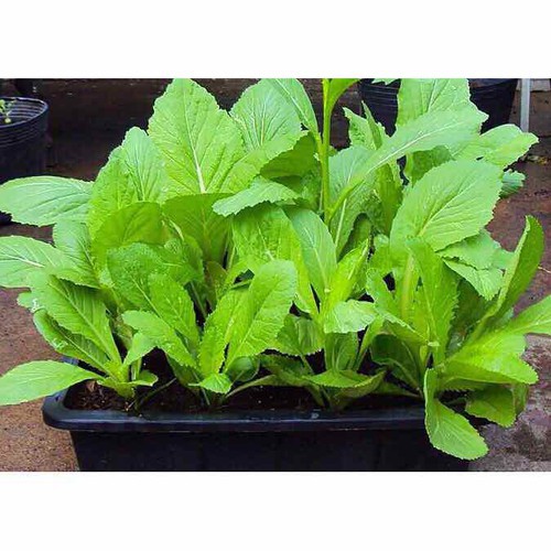 Hạt giống Cải mơ gói 10g