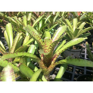 Dứa màu nam mỹ vằn (Neoregelia ampullacea)
