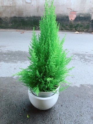 Chậu Cây Tùng Thơm