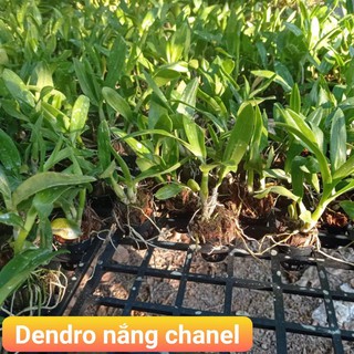 dendro nắng chanel siêu thơm