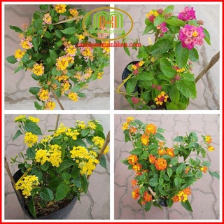 Cây hoa ngũ sắc nhiều màu chịu nắng tốt hoa quanh năm rực rỡ