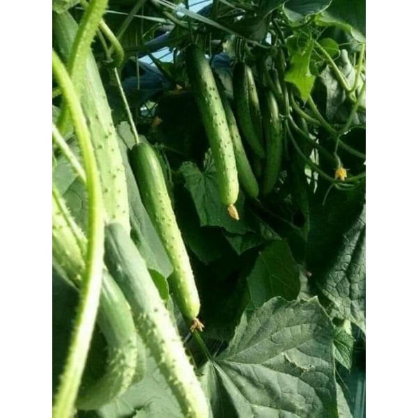 Hạt giống dưa chuột nếp  .
