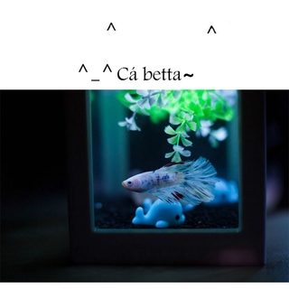 Bể Cá Nhân Tạo Mini Có Đèn Led Trang Trí Bể Cá