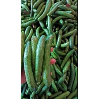 Cây Giống Bơ Ngón Tay LoKa