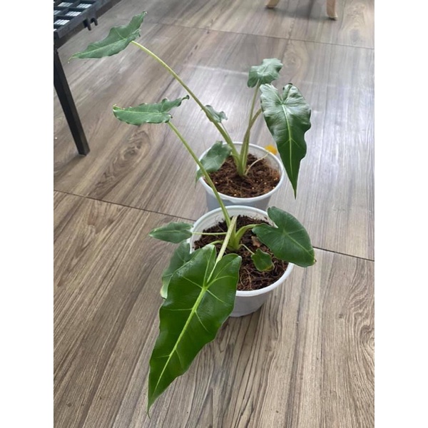 Cây giống alocasia sarian, cây môn thân vằn