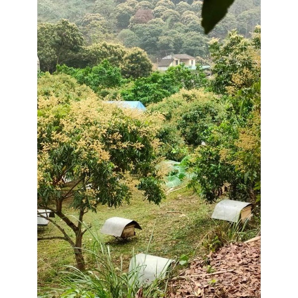 Mật ong Hoa rừng nguyên chất 0,5 lít