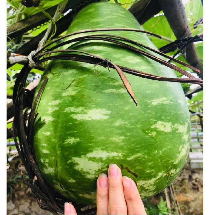 Gói 5 hạt giống bầu sao Đài Loan Yongfang-  tỷ lệ nảy mầm 95%