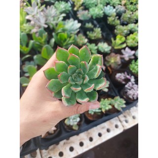 sen đá viền hồng kích thước 6-8cm