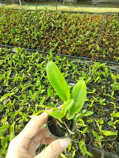 Cattleya cây giống mix màu