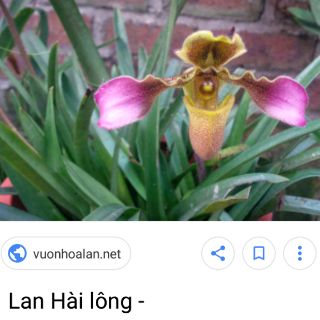 Các lan hài