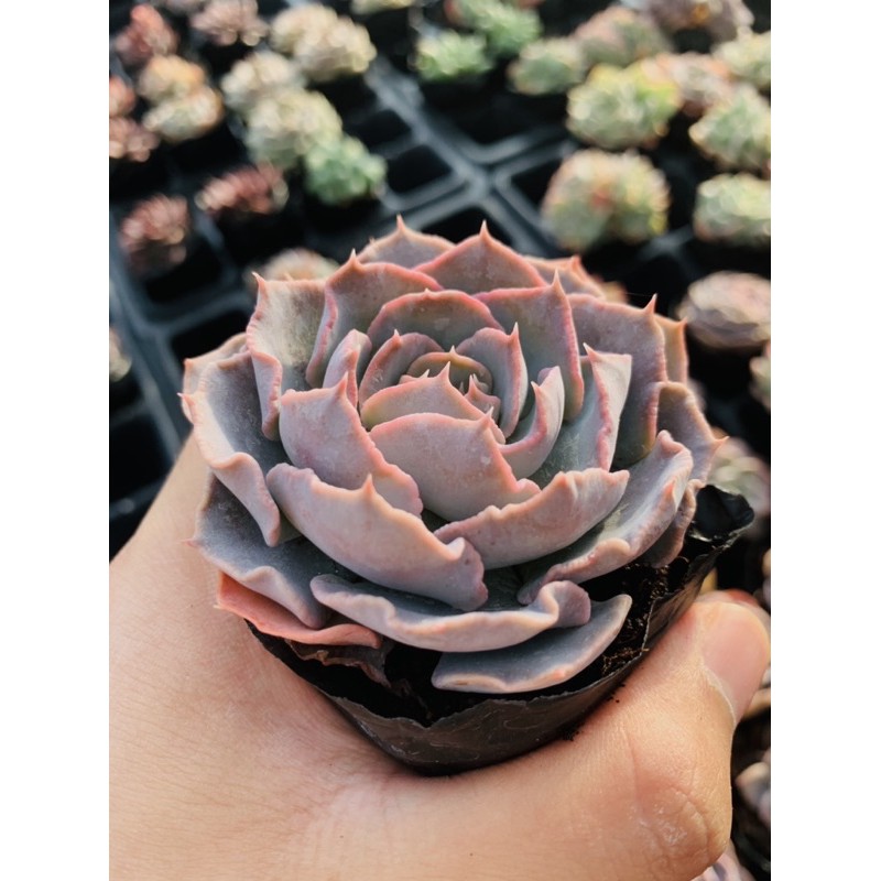 Sen đá violet rose SONDA GARDEN size bé 5-8cm, xuất xứ Đà Lạt, khoẻ đẹp, lỗi 1 đổi 1