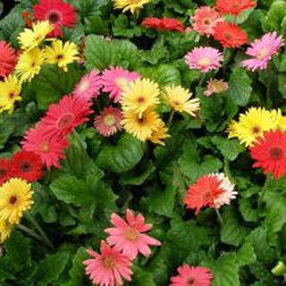 Hạt giống Hoa Đồng tiền mix màu chịu nhiệt