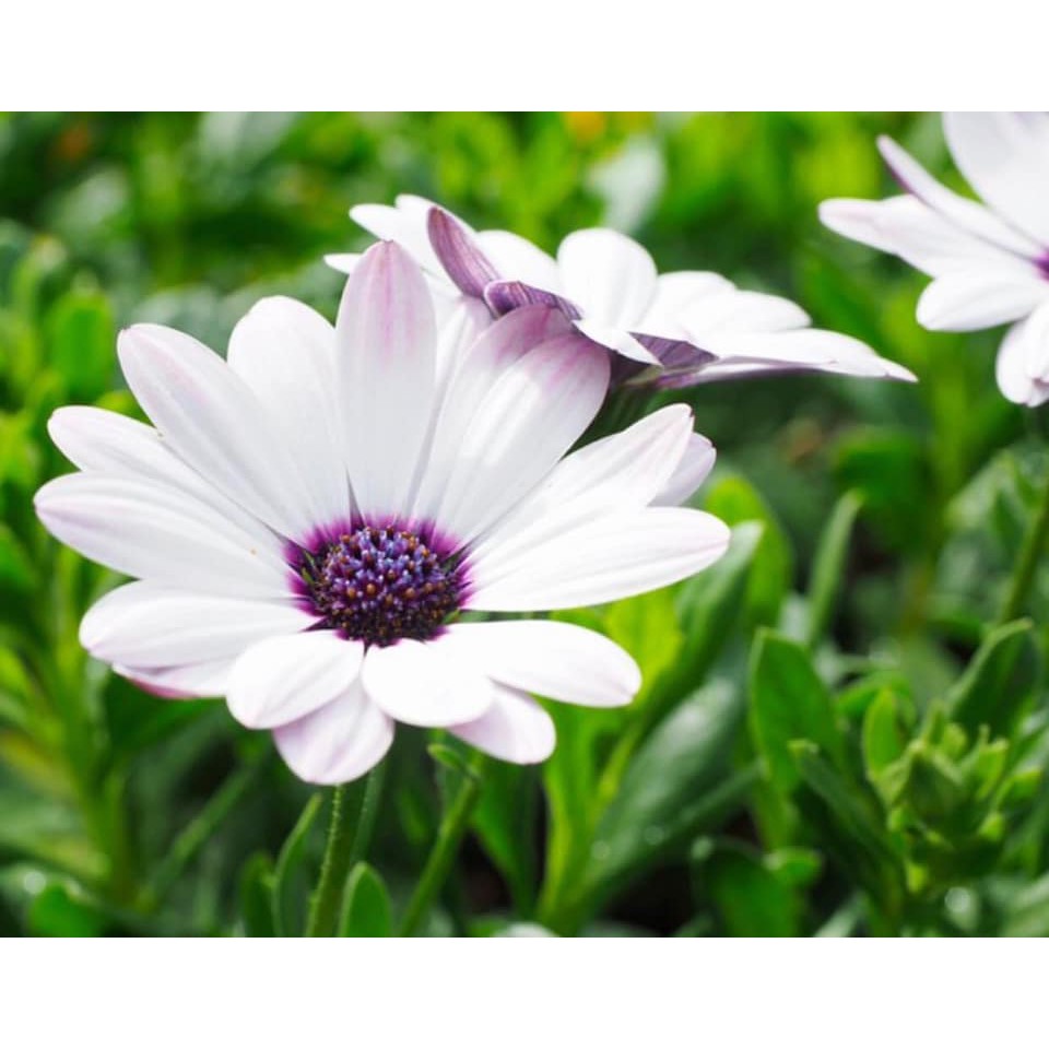 100H Cúc Châu Phi đẹp nhẹ, dịu dàng