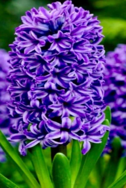 Củ Hoa Tiên Ông 7 màu Trồng Tết