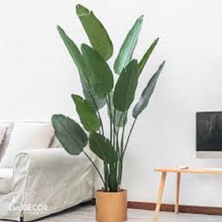 CHẬU CÂY CHUỐI CẢNH RẺ QUẠT, CÂY LỚN ĐẸP MANG MAY MẮN TÀI LỘC CHO GIA CHỦ